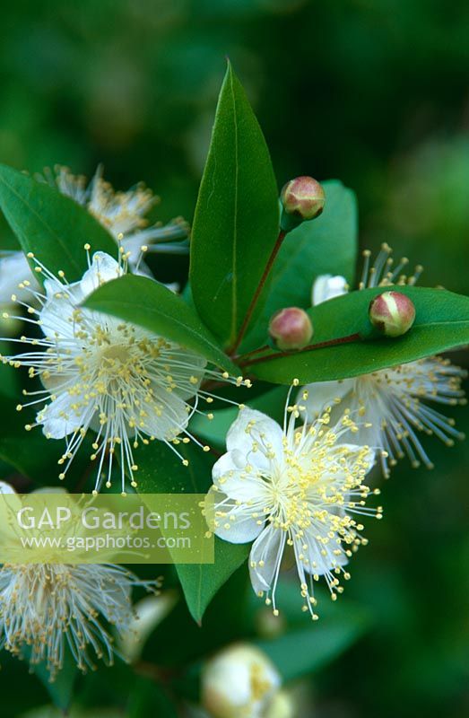 Myrtus communis - myrte commun