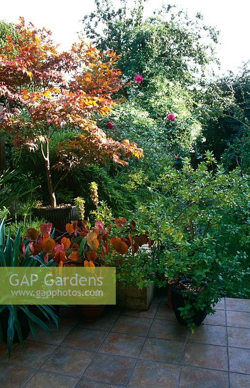 Acer palmatum 'Dissectum Atropurpureum', Cercis canadensis 'Forest Pansy', Beschorneria yuccoides, Myrtus communis, Buxus panaché, Aloysia triphylla, Eucomis, Cyperus papyrus - Elmsdale Road, Londres