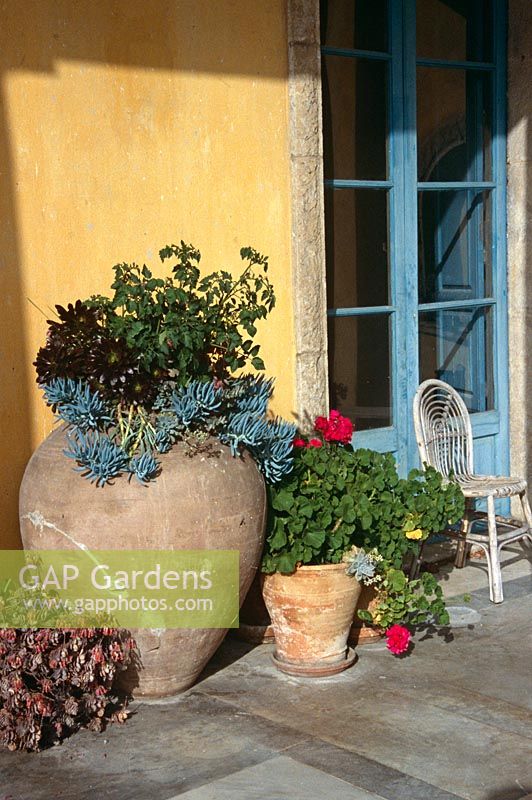 Collection de pots en terre cuite plantés sur la terrasse du jardin méditerranéen - Grand planté avec Aeoniumarboreum 'Atropurpureum' et Senecio haworthii également Pelargoniums roses et Kalanchoe
