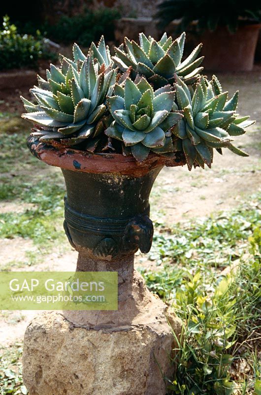 Aloe mitriformis dans le vieux pot d'urne, Sicile