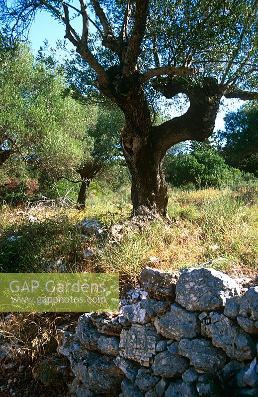 Olea europaea - Oliviers par vieux mur de pierre à Céphalonie, Grèce
