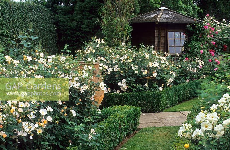 Jardin de roses à Town Place, Sussex avec Rosa 'L'Alexandra Rose'