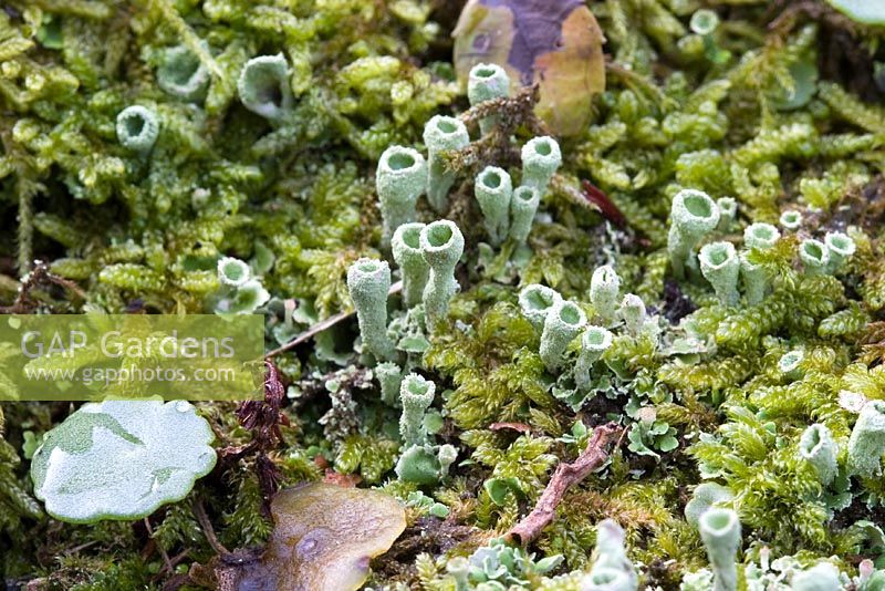 Cladonia coccifera - Lichen