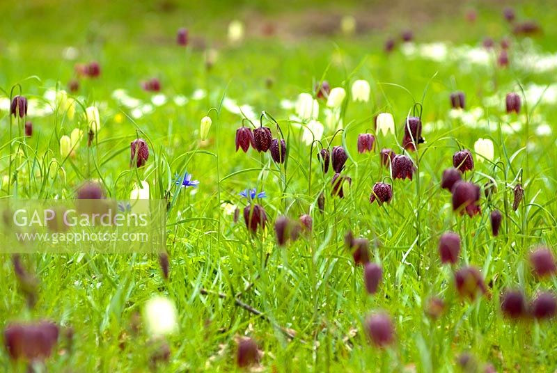 Fritillaria meleagris - Lily à carreaux naturalisée dans le pré