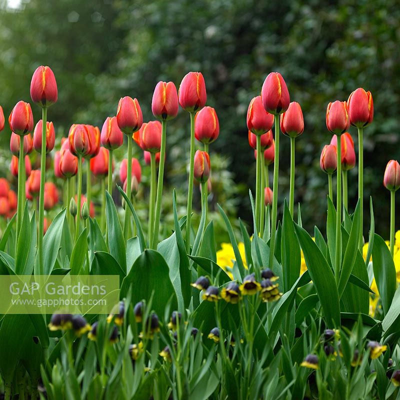Tulipa 'la préférée du monde'