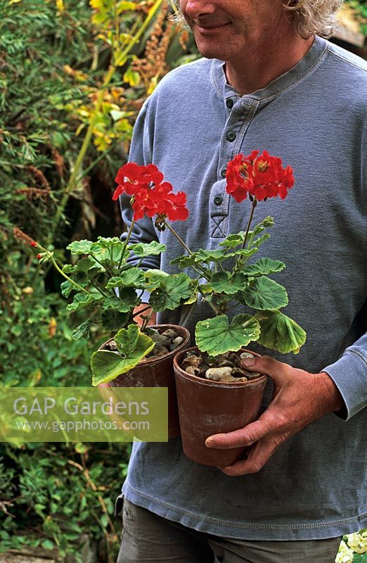 Homme, tenue, rouges, zonal, Pelargonium