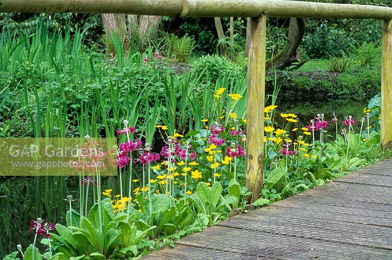 Jardins aquatiques de Fairhaven, Norfolk - Pont en bois rustique avec Kingcups et Primula