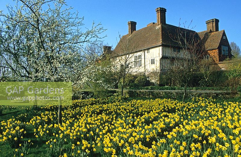 Jardin de printemps avec Narcisse - Jonquilles et fleurs dans le verger à Great Dixter avec maison au-delà
