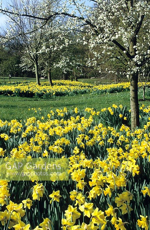 Jardin de printemps avec Narcisse - Jonquilles et fleurs dans le verger à Great Dixter