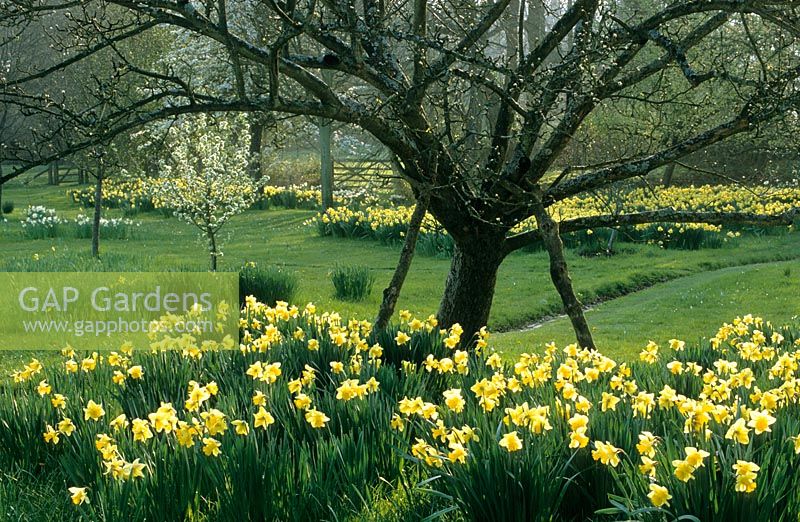 Jardin de printemps avec Narcisse - Jonquilles et fleurs dans le verger de Great Dixter