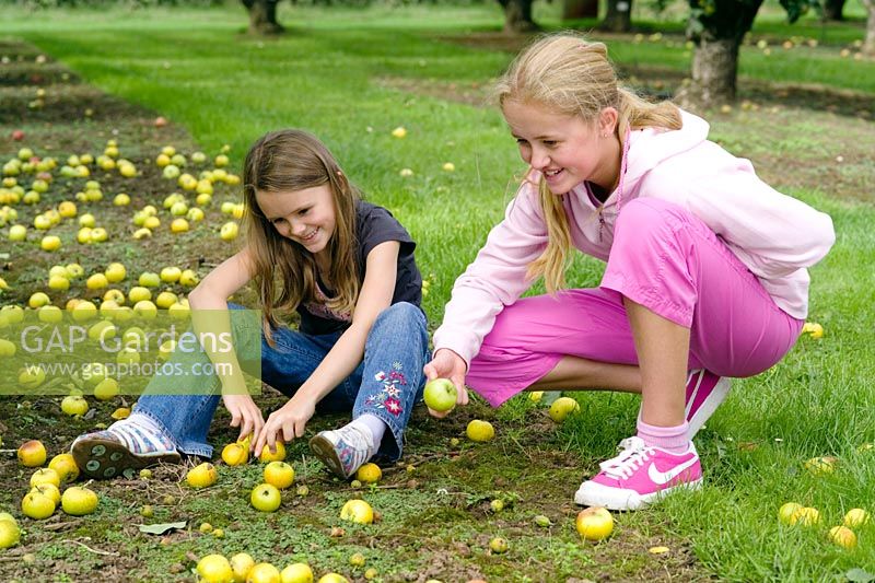 Malus 'Downton Pippin' - Filles jouant avec des pommes exceptionnelles