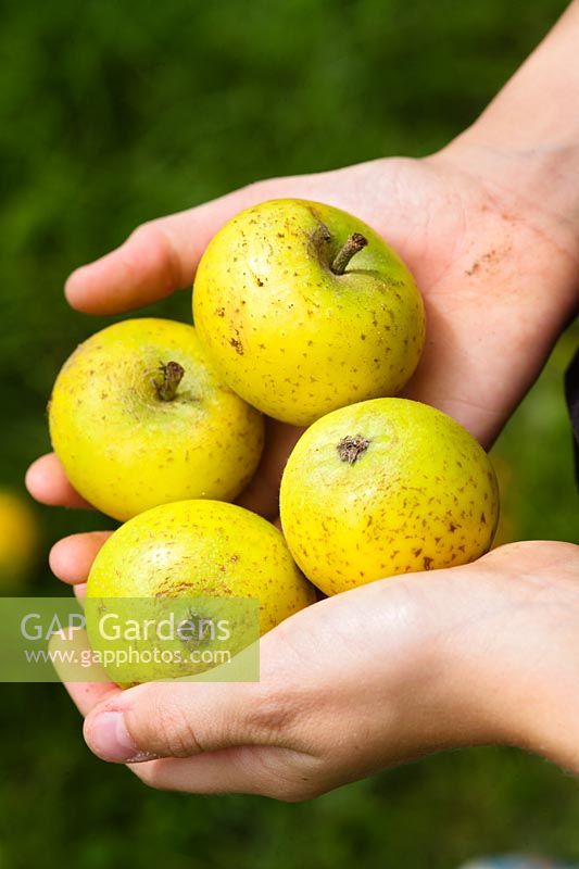 Malus 'Downton Pippin' - mains de jeune fille tenant des pommes exceptionnelles