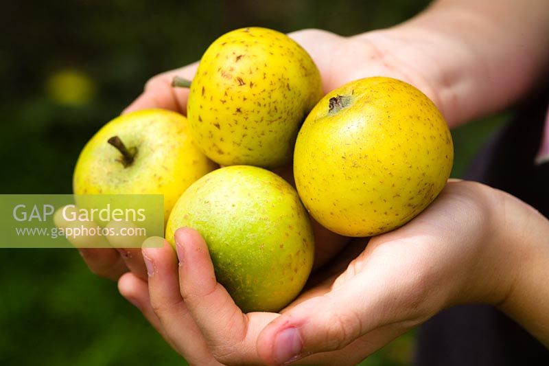 Malus 'Downton Pippin' - Mains de fille tenant des pommes exceptionnelles