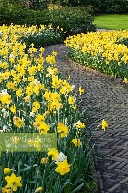 Parcours à travers des dérives de Narcisses dans les jardins de Keukenhof, Pays-Bas