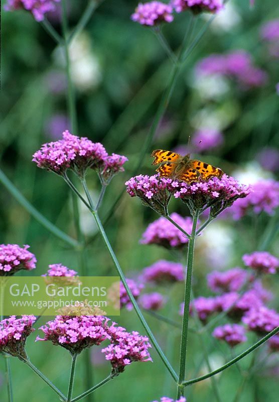 Papillon virgule sur Verbena bonariensis - Beth Chatto, Elmstead Market, Essex
