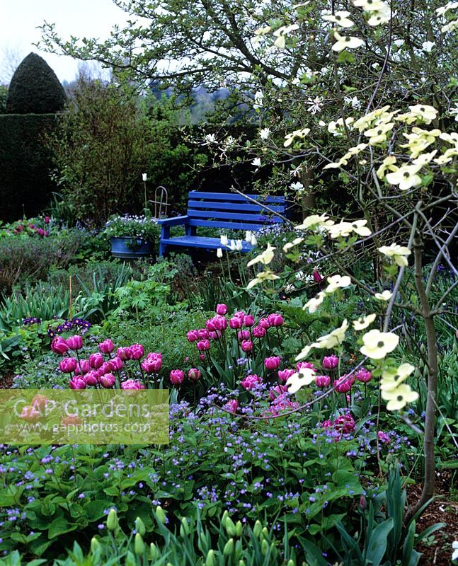 Jardin de printemps avec Tulipa 'Negrita', Cornus et un banc bleu