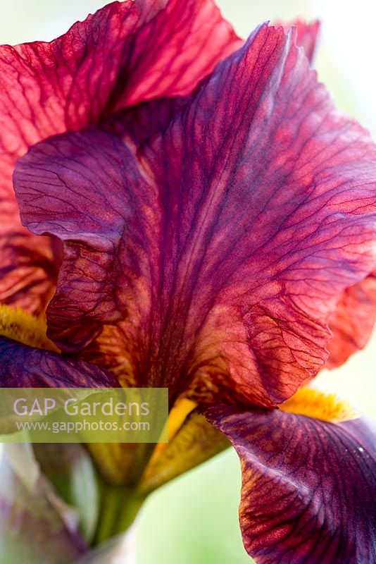Iris barbu 'Caliente'