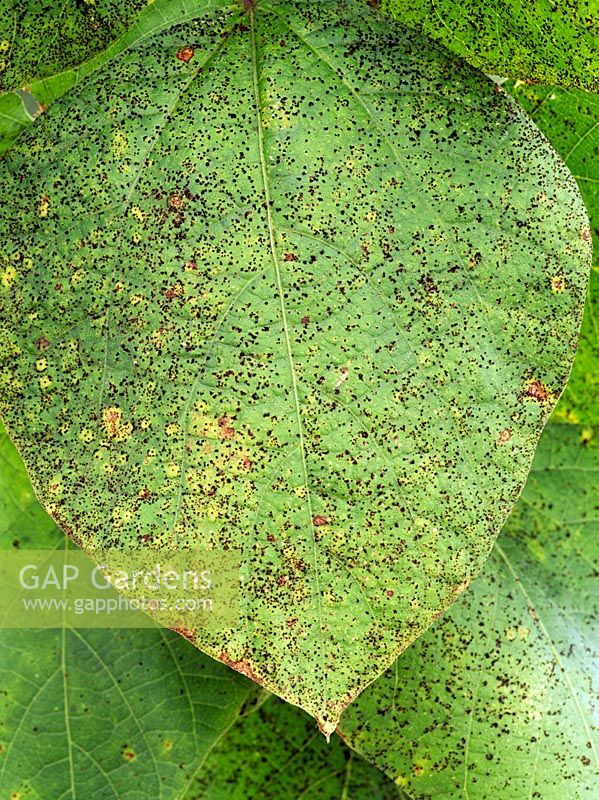 Uromces appendiculatus - Rouille du haricot sur les feuilles du haricot