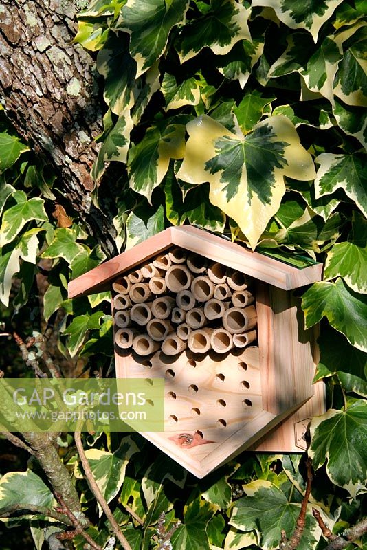 Abri pour coccinelles, chrysopes et abeilles. Tous les insectes de jardin bénéfiques, la maison est en bois approuvé FSC.