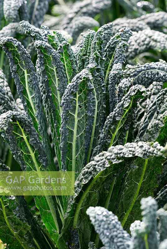Brassica - Borecale ou Kale 'Nero di Toscana Precoce' verts d'hiver