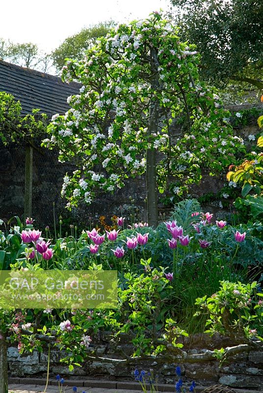 Bordure végétale printanière décorative avec des tulipes, un pommier en forme et enjambez des pommes espalières avec des fleurs - Brilley Court dans le Herefordshire ouvert pour NGS