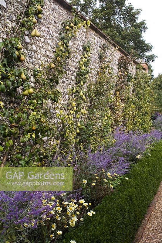 Forte texture et structure contrastées dans le jardin d'automne - Peroskia atrificifolia 'Blue Spire' et bas buxus coupés contre le mur de silex et les poires cultivées en cordons obliques