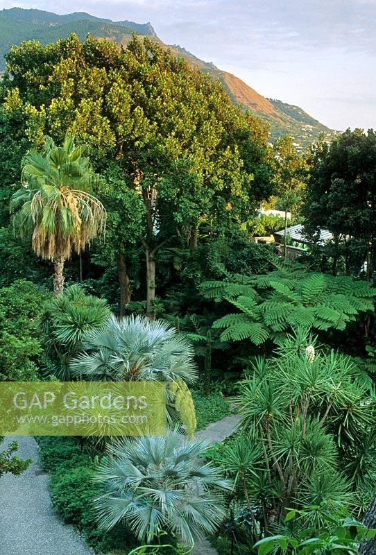 Parterre de fleurs tropical vert luxuriant avec des montagnes en arrière-plan - La Mortella, Ischia