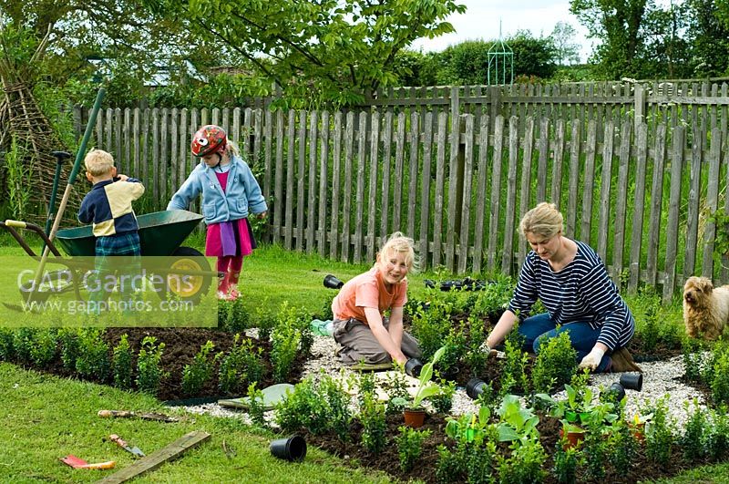 Femme et enfants plantant de jeunes plantes en boîte dans un nouveau jardin parterre - Pannells Ash Farm, Essex - Pannells Ash Farm, Essex