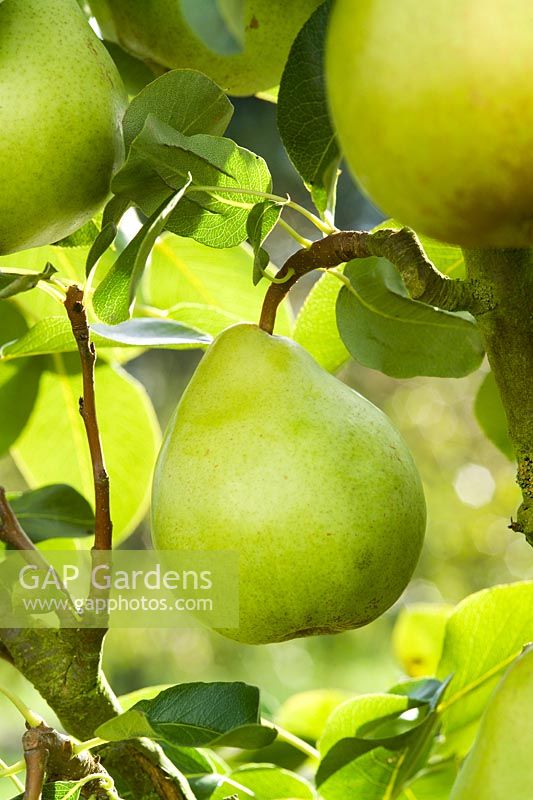 Pyrus 'Charles Ernest'