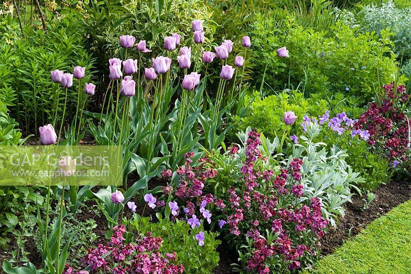 Parterre de printemps avec Tulipa 'Bleu Aimable' avec Erysimum 'Bloomsy Baby Purple' (giroflée) et Viola cornuta à Eastgrove Cottage