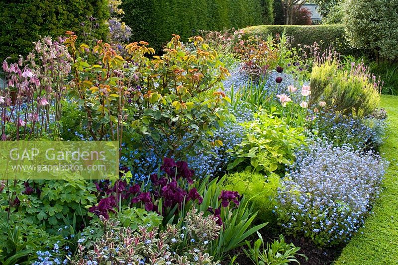 Parterre de printemps à Eastgrove Cottage avec Myosotis, Iris 'Cherry Gardens', Salvia officinalis 'Tricolor' et Aquilegias