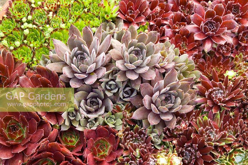 Sempervivum - Joubarbes. Dans le sens horaire à partir du bas à gauche - 'Commander Hay' (centre), 'John T.', S x roseum 'Fimbriatum', 'Lennik's No.1', 'Kramer's Spinrad'