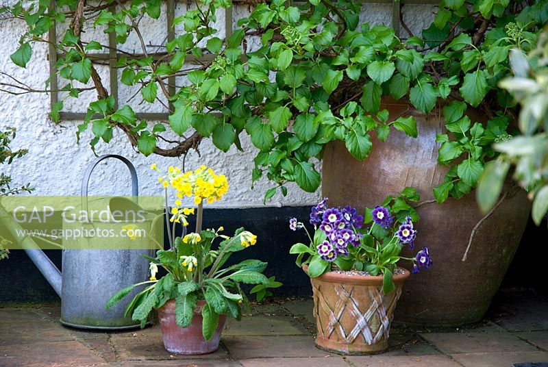 Primula veris et alpine Primula auricula dans de petits pots affichés à côté de l'arrosoir - Grand pot planté avec Hydrangea petiolaris contre mur