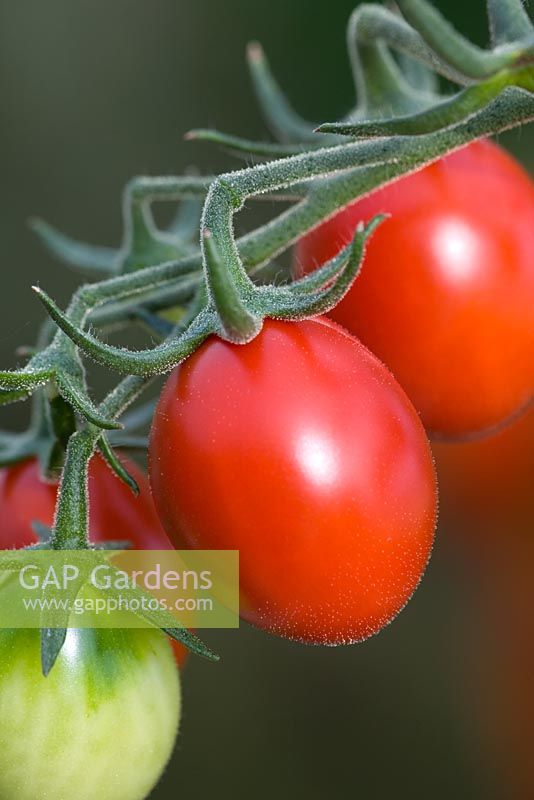 Tomate 'Arlequin'