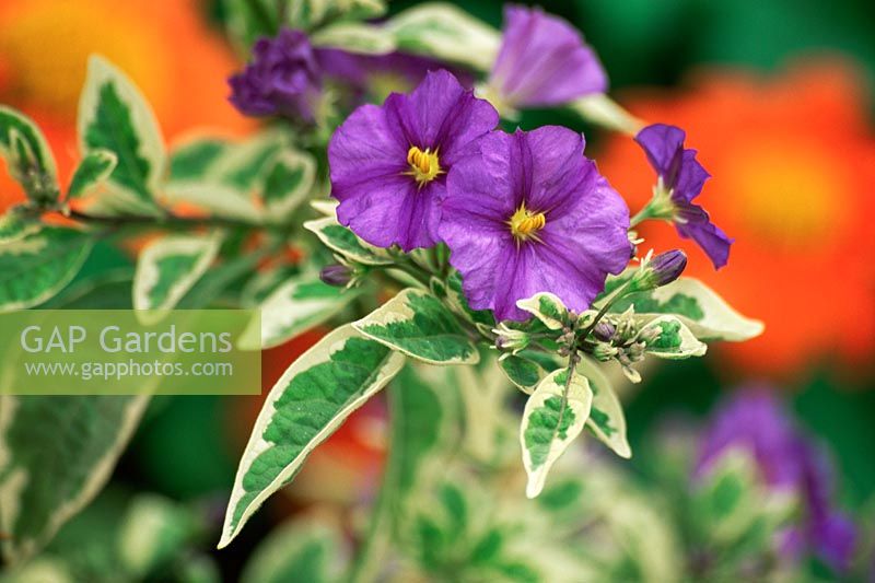 Solanum Rantonnettii variegata - morelle violette - Blue Potato Bush