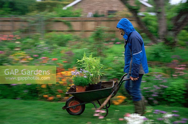 Homme poussant la brouette de plantes le long du chemin du jardin sous la pluie