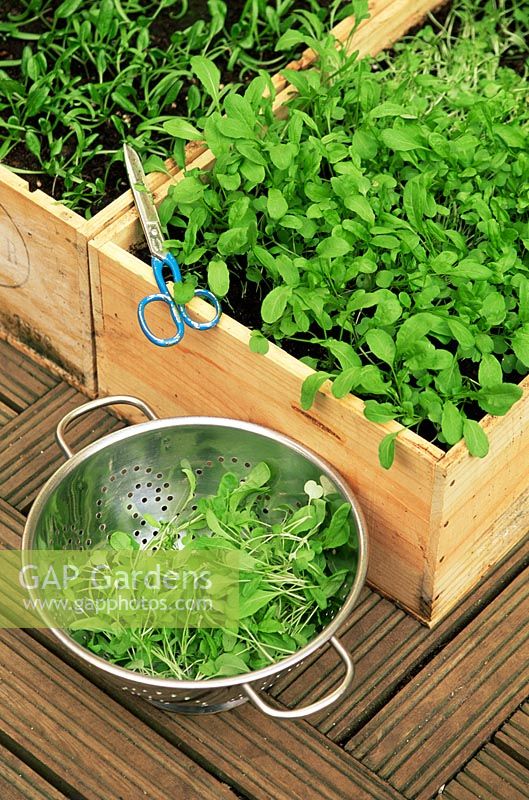 Couper les feuilles de salade qui poussent et reviennent, cultivées dans des plateaux en bois - Été