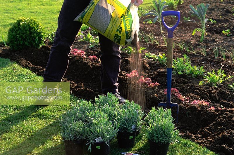 Fertiliser le sol avant de planter de nouvelles plantes dans le parterre de fleurs - Printemps