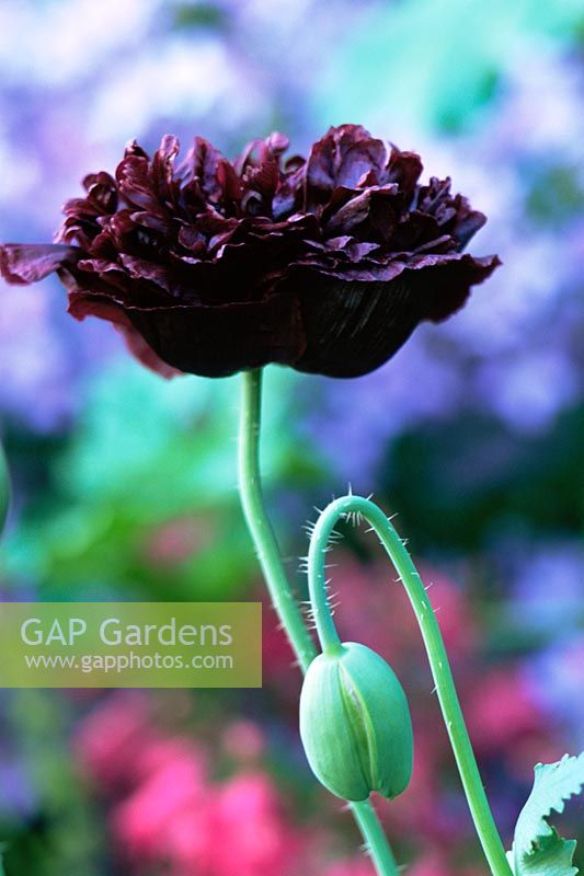 Papaver soniferum 'Black Peony' - Coquelicot