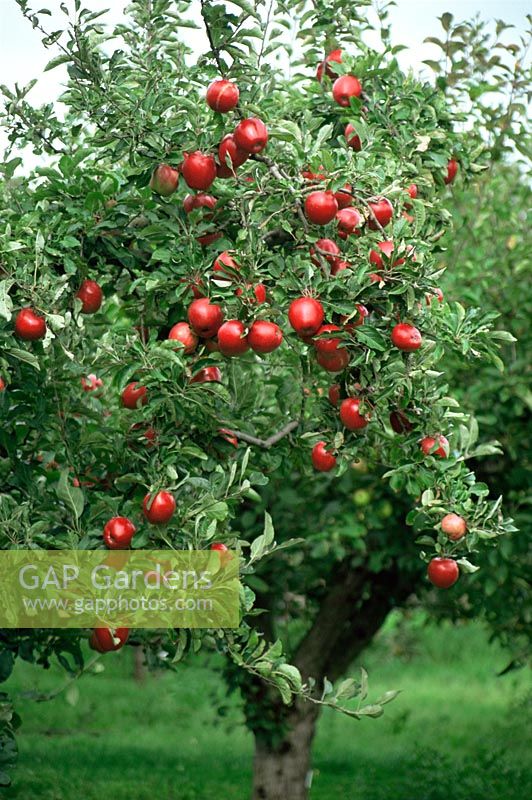 Malus 'Opalescent' - Pommes rouges sur arbre