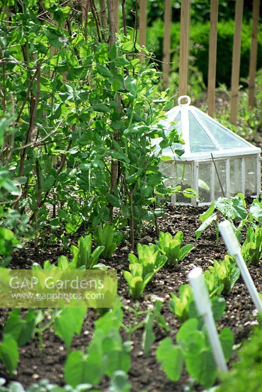 Jardin de légumes de printemps avec cloche en verre victorienne