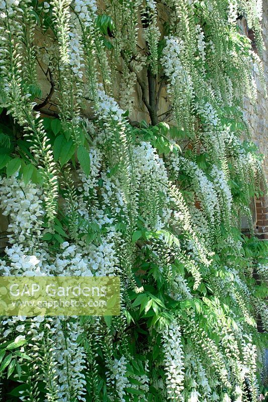 Wisteria floribunda 'Alba', également connue sous le nom de 'Shiro Noda' contre le mur au printemps