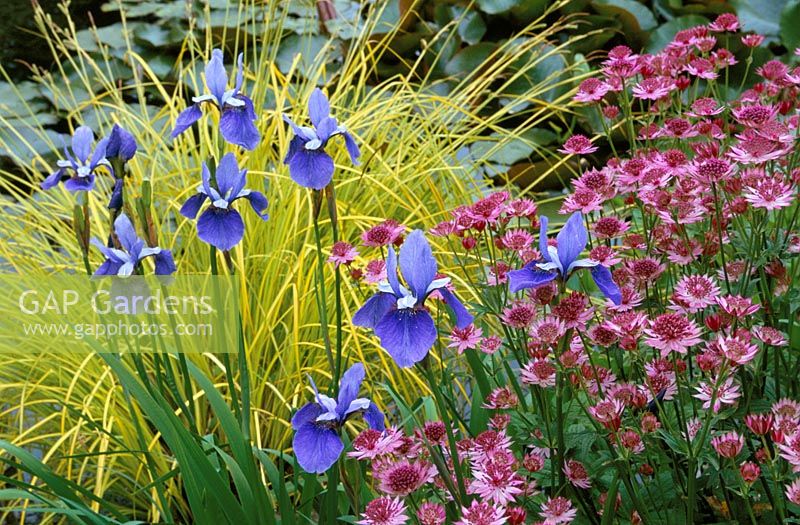 Parterre d'été avec Iris sibirica 'Placid Waters', Carex elata 'Aurea' et Astrantia 'Roma'