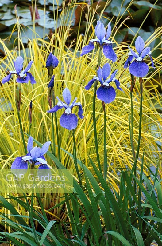 Iris sibirica 'Placid Waters' devant Carex elata 'Aurea'
