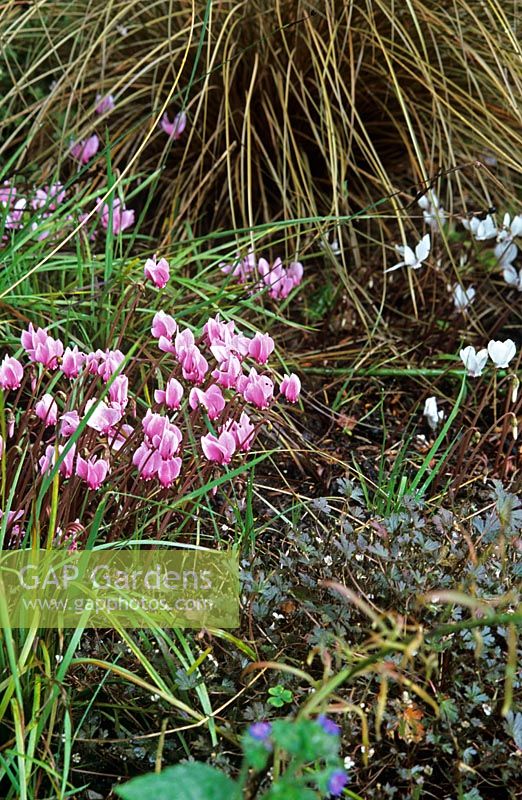 Cyclamen hederafolium, Carex buchanii, Geranium et Aceana comme couvre-sol au bord du jardin yin et yang