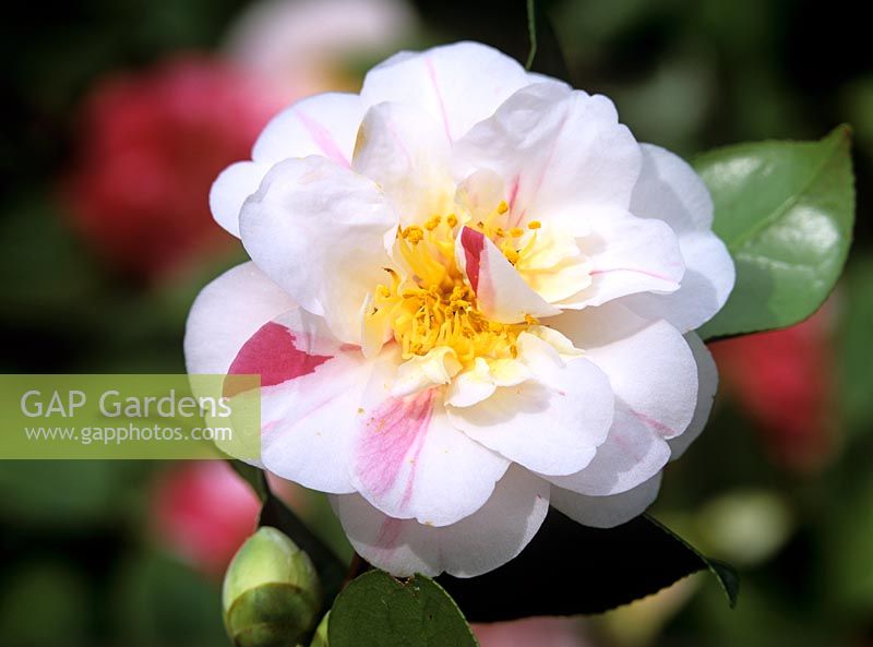 Camellia japonica 'Lady Vansittart blanc'