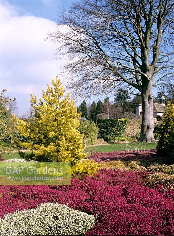 Parterres de bruyère dans le jardin d'hiver - Wakehurst Place Garden, Sussex