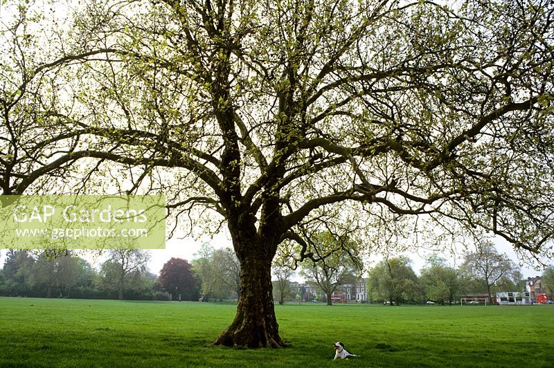 Chien sous arbre mature au printemps sur Peckham Rye, Londres