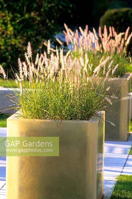 Jardinières en fibre de verre avec Pennisetum