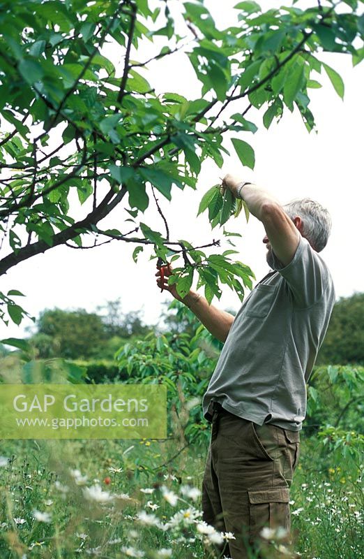 Prunus 'Merton Premier' - David Beaumont, le jardinier en chef de Hatfield House, élagage des cerisiers pour éliminer la croissance des pointes molles et prévenir les pucerons